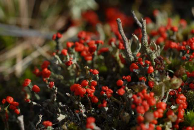 Cladonia floerkeana, soort van kalkarme zandgrond met opvallende knotsvormige, rode apotheciën.